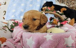Golden Retriever dogs for sale: Loving Golden Retriever Puppies - Image 7