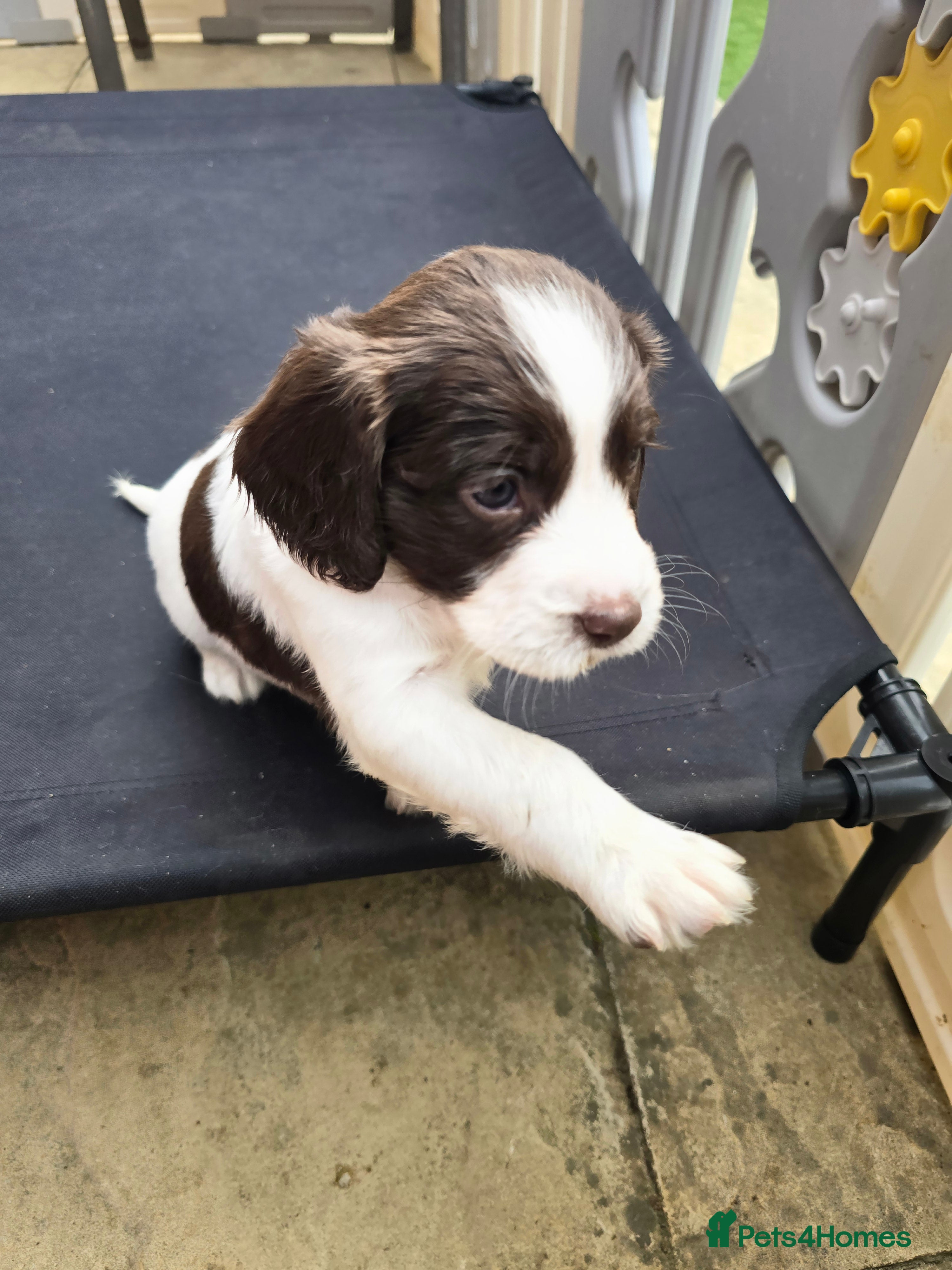 Sprocker dogs Beautiful sprocker puppies  - Advert 2