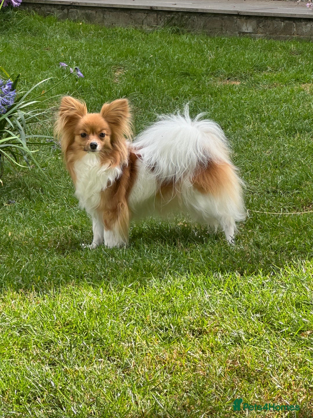 Papillon dogs for sale: Gorgeous litter of Papillon puppies for sale - Advert 5