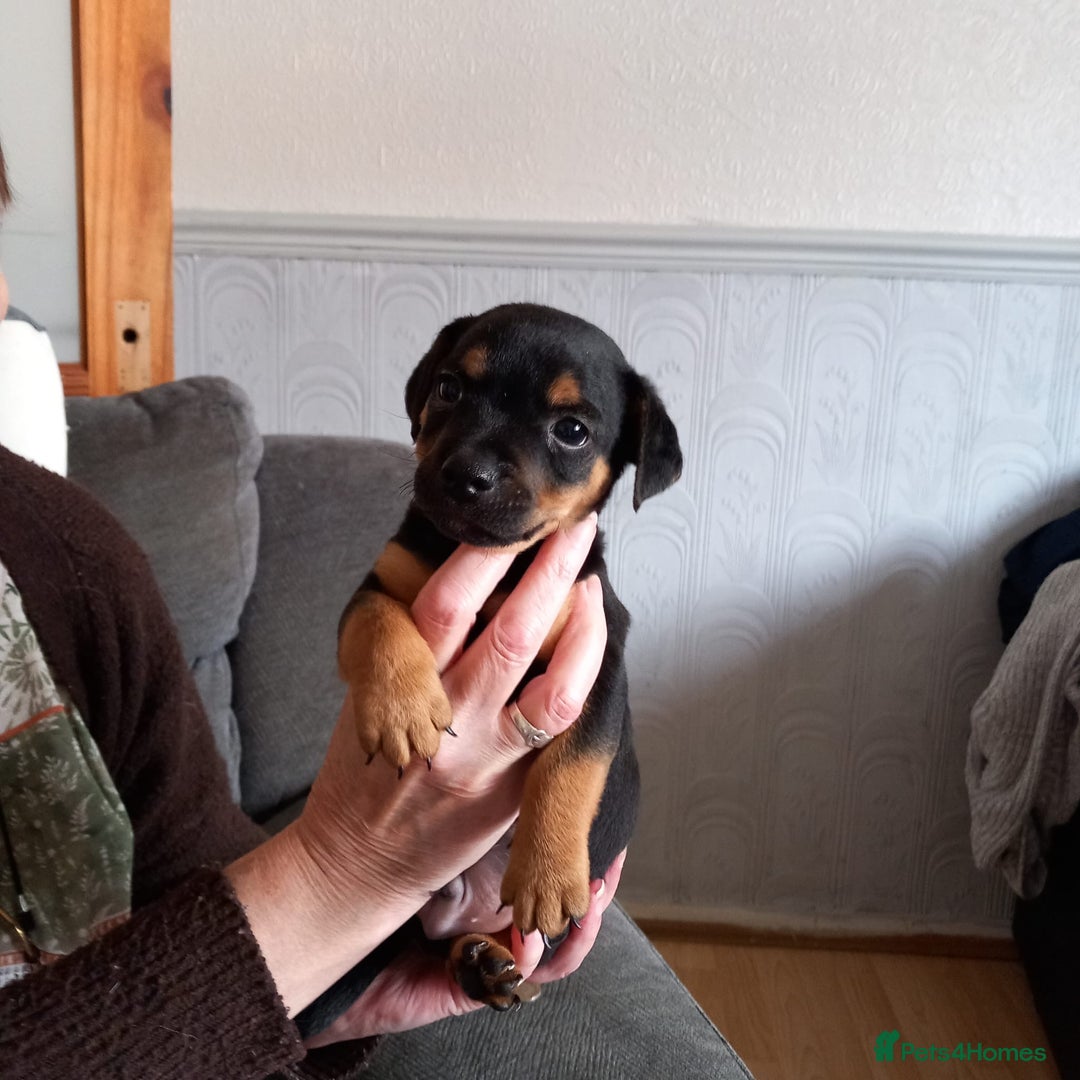 Mixed Breed dogs for sale: Lakeland/patterdale cross Jackchi puppies  - Image 1