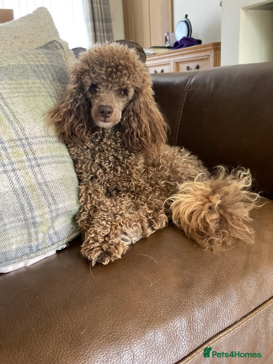 Toy Poodle dogs for stud: Health tested KC chocolate toy poodle stud in Stevenage - Advert 26