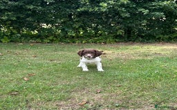 English Springer Spaniel dogs for sale: KC Working Springer Spaniel Puppies - Image 3