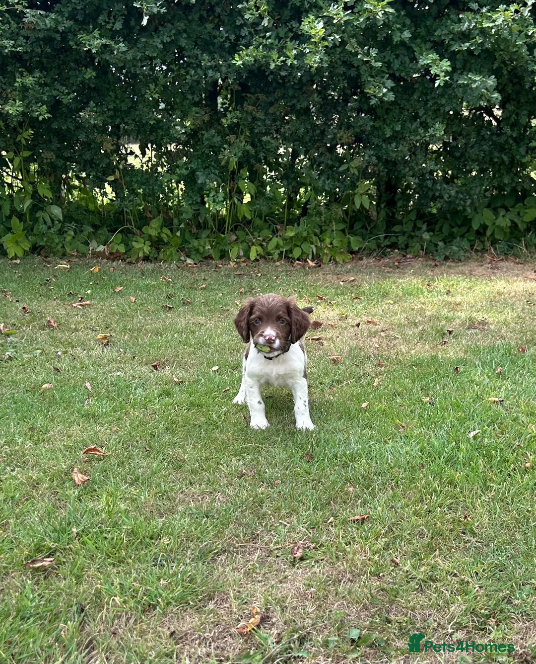 English Springer Spaniel dogs for sale: KC Working Springer Spaniel Puppies - Image 3