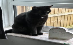 Domestic Shorthair cats for sale: 2 lovely brothers need a loving home  - Image 2