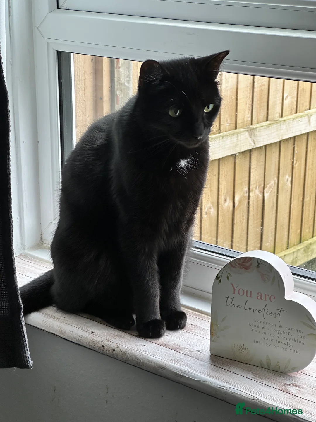 Domestic Shorthair cats for sale: 2 lovely brothers need a loving home  - Advert 2