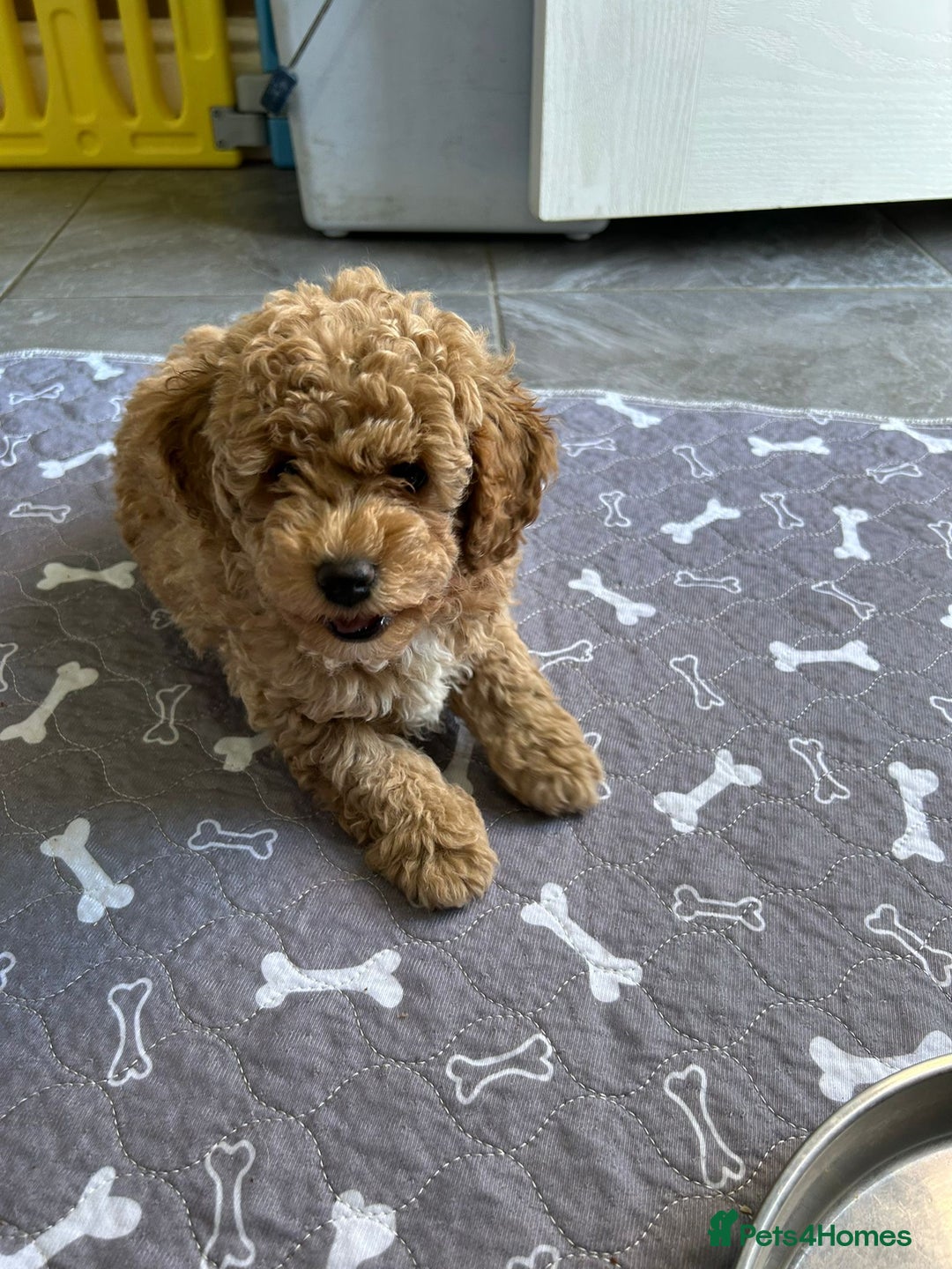 Poochon dogs for sale: Poochon male puppies  - Image 14