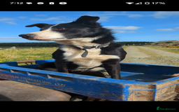 Border Collie dogs for sale: Border Collie puppies  - Image 3