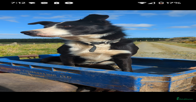 Border Collie dogs - Advert 2