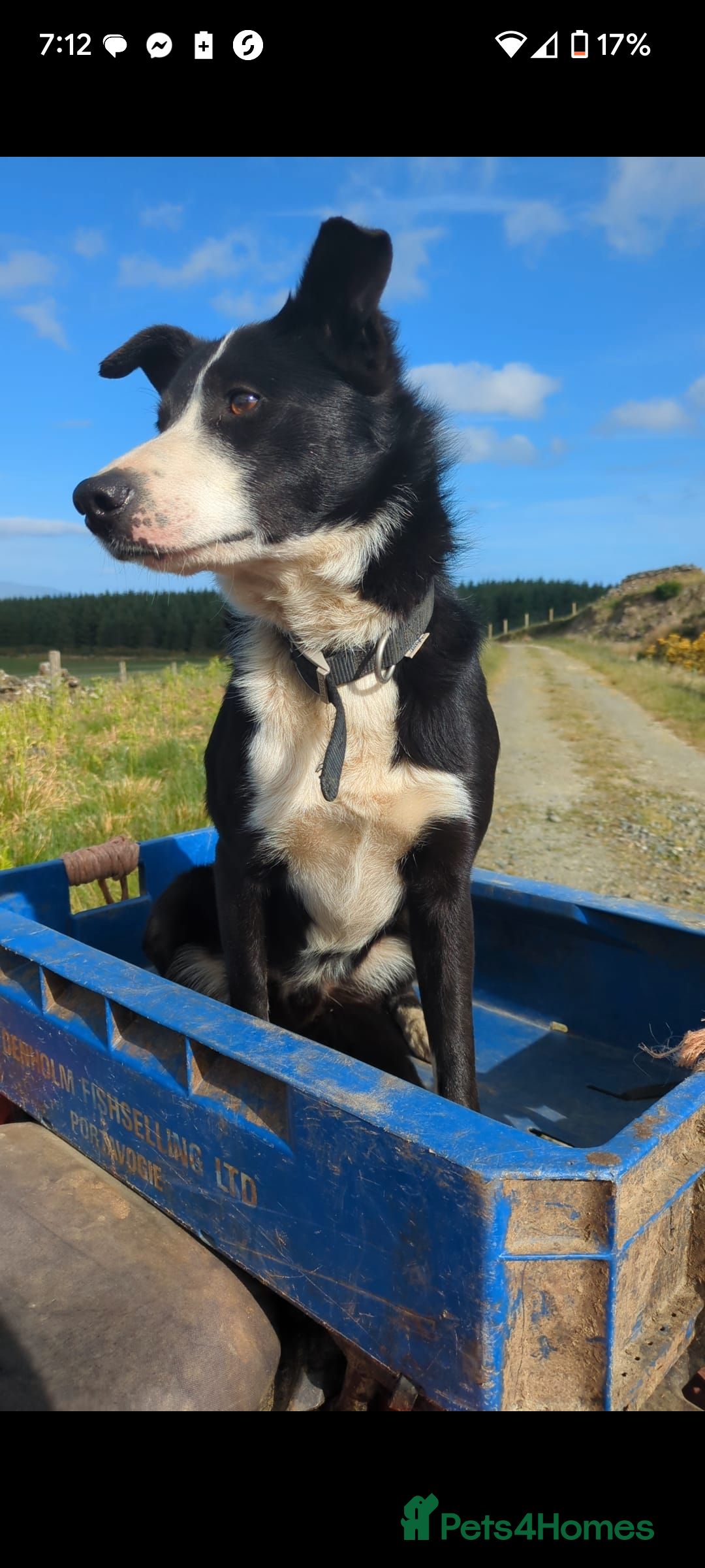 Border Collie dogs for sale: Border Collie puppies  - Image 3