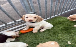 Cocker Spaniel dogs for sale: Working cocker spainel puppies  - Advert 20