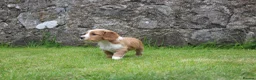 Cocker Spaniel dogs for sale: KC registered Working Cocker bitch pups - Advert 16