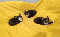 Mixed Breed cats for sale: Beautiful kittens VIDEOS - Image 13