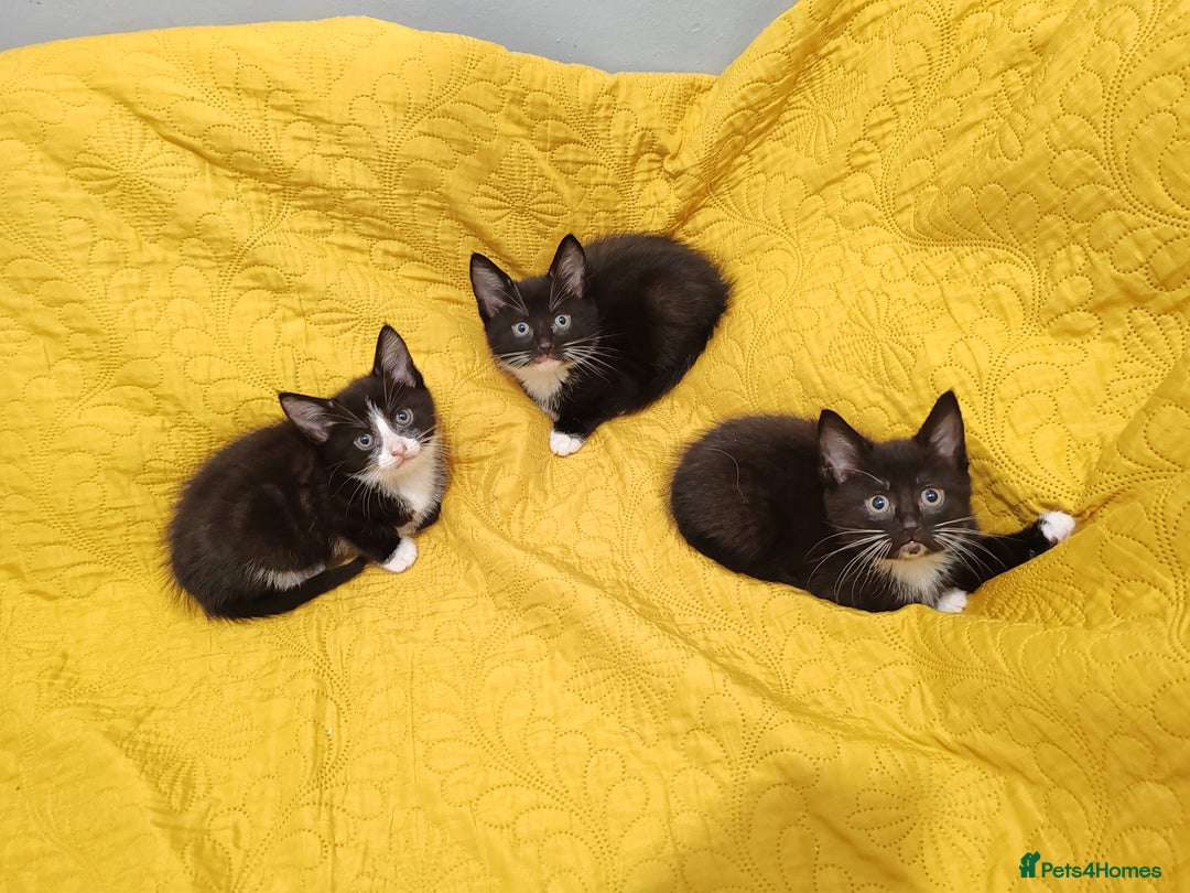 Mixed Breed cats for sale: Beautiful kittens VIDEOS - Image 13