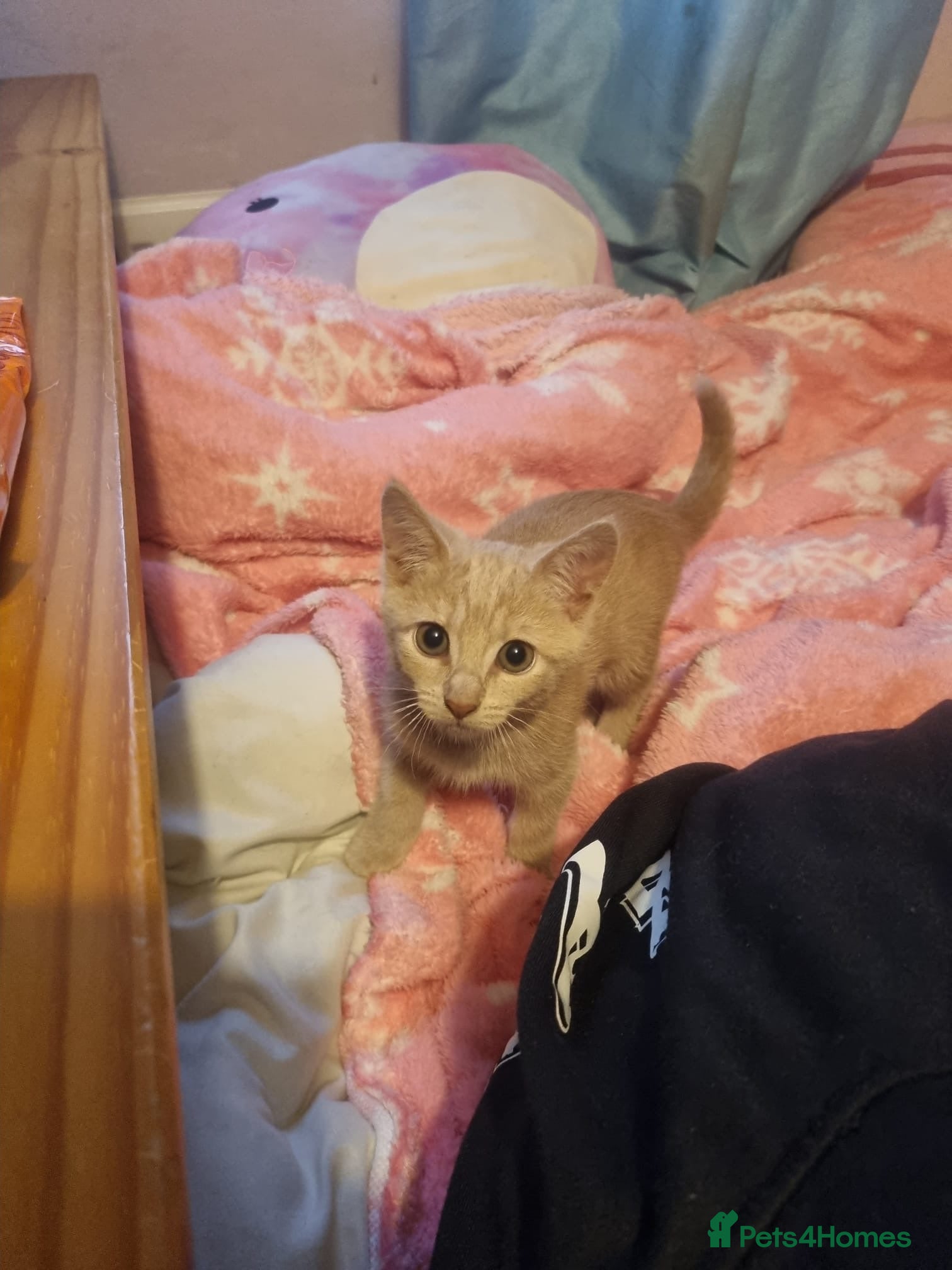 Mixed Breed cats 2 beautiful ginger cats - Advert 1