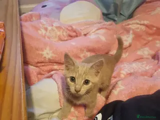 Mixed Breed cats 2 beautiful ginger cats - Advert 1