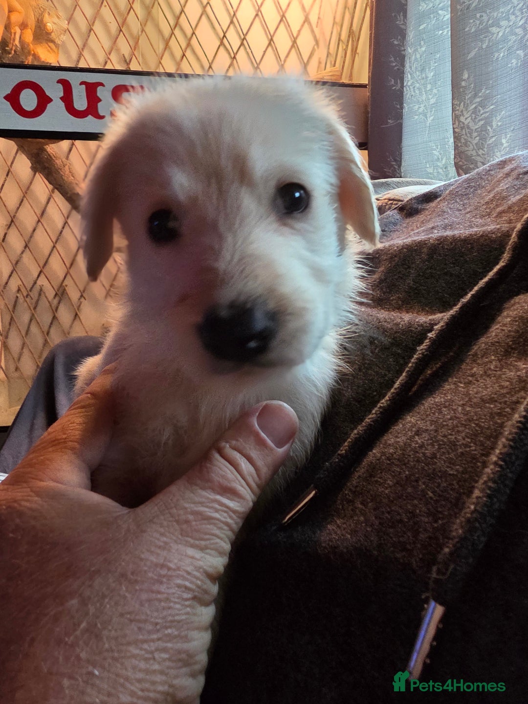 Mixed Breed dogs for sale: Pups fir sale  - Image 4
