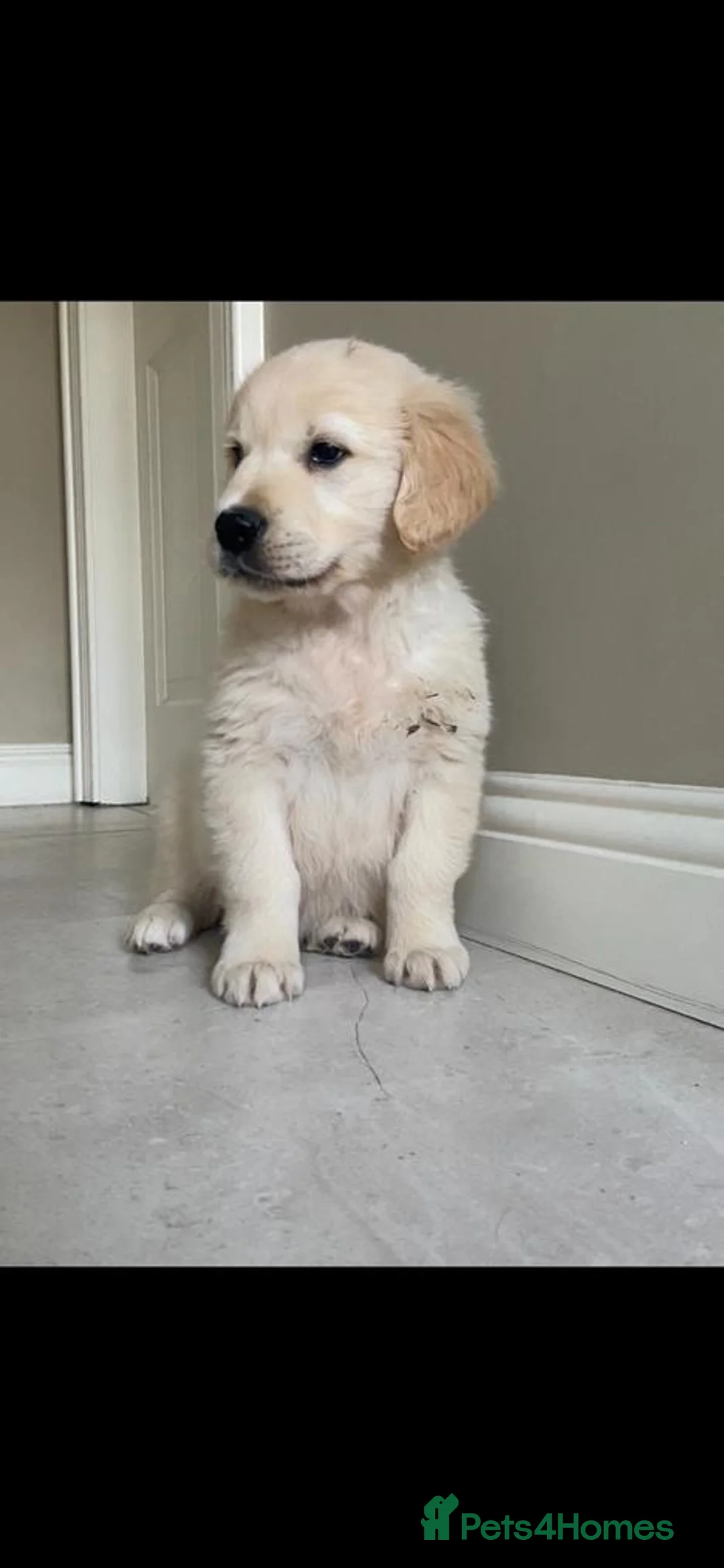 Golden Retriever dogs for sale: Golden Retriever  - Advert 2