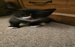 British Shorthair cats for sale: 2 babies ready to leave now  - Image 3