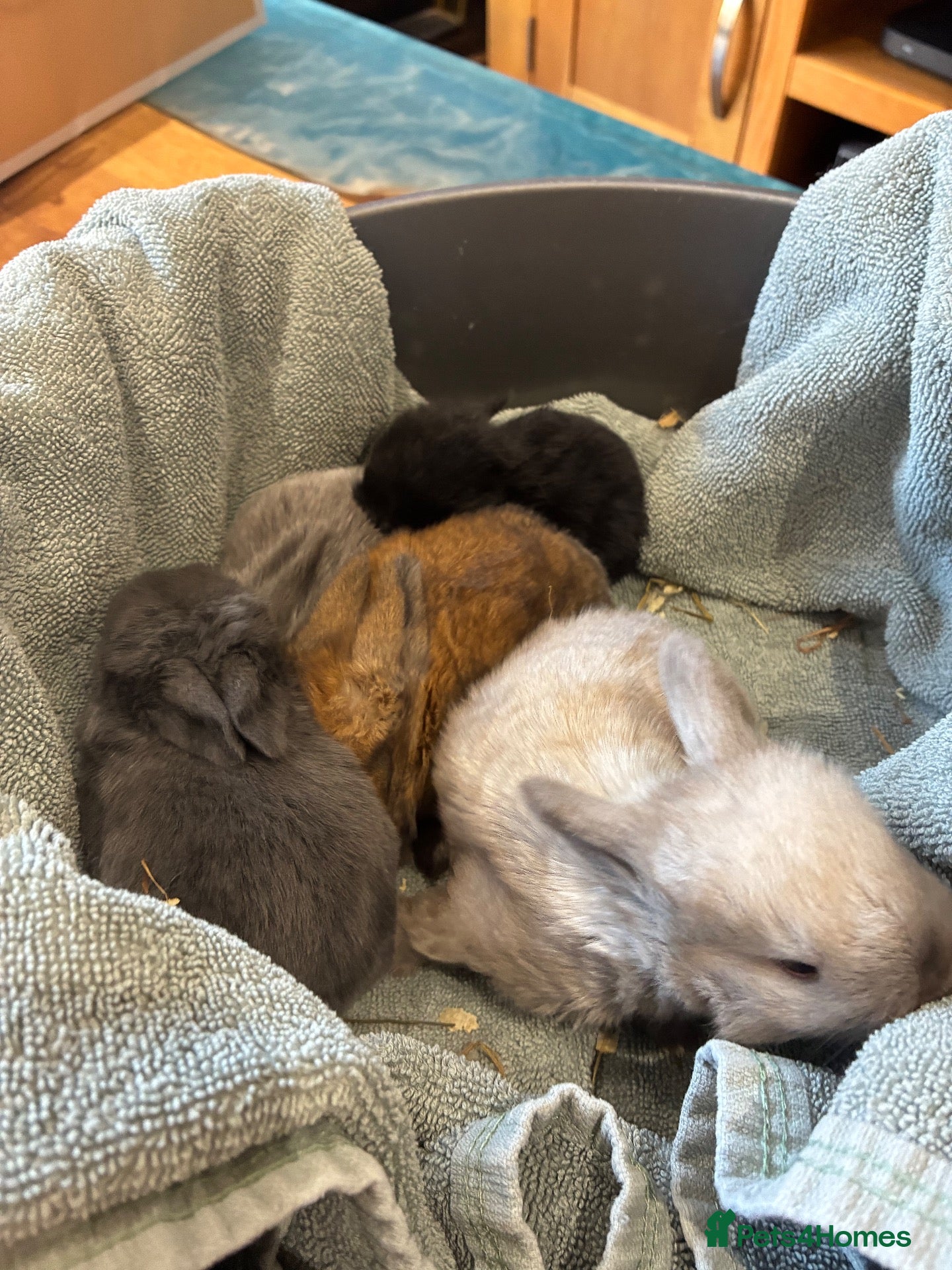 Mini Lop rabbits for sale: Purebred mini lop baby bunnies  - Advert 4