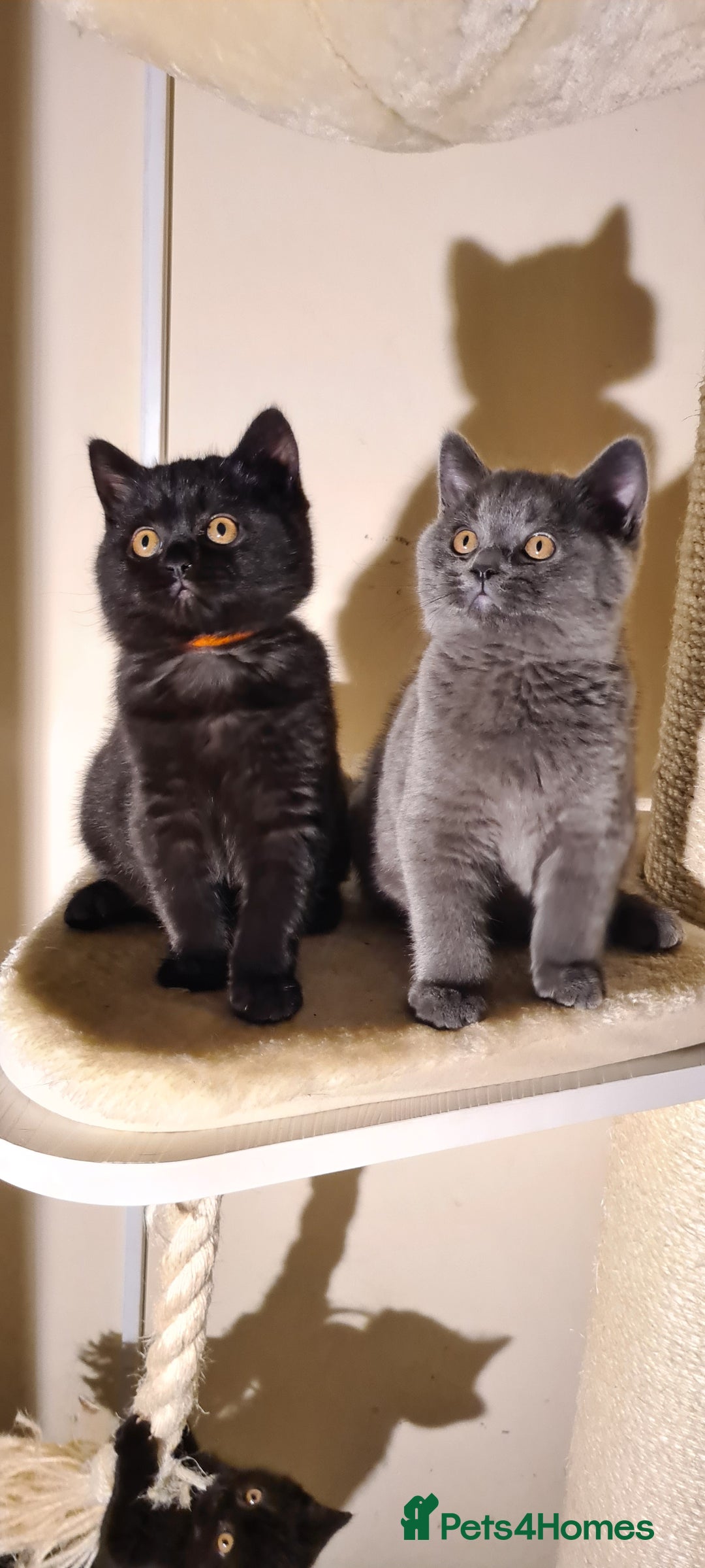 British Shorthair cats for sale: British shorthair black and blue kittens - Advert 1