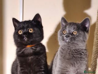 British Shorthair cats British shorthair black and blue kittens - Advert 2