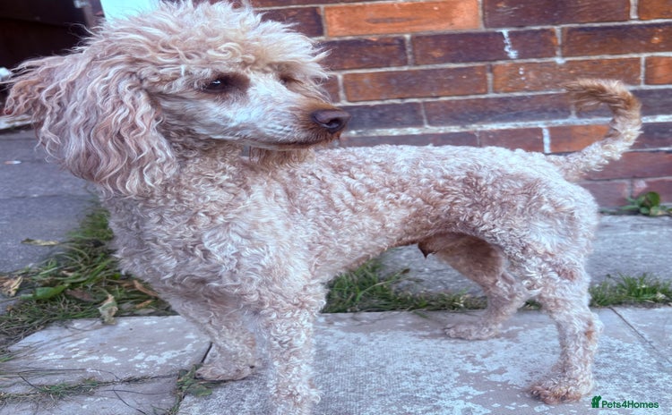 Miniature Poodle dogs for stud  - Advert 3