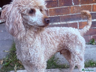 Miniature Poodle dogs for stud - Advert 14