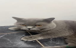 British Shorthair cats for sale: British shorthair male  - Advert 3