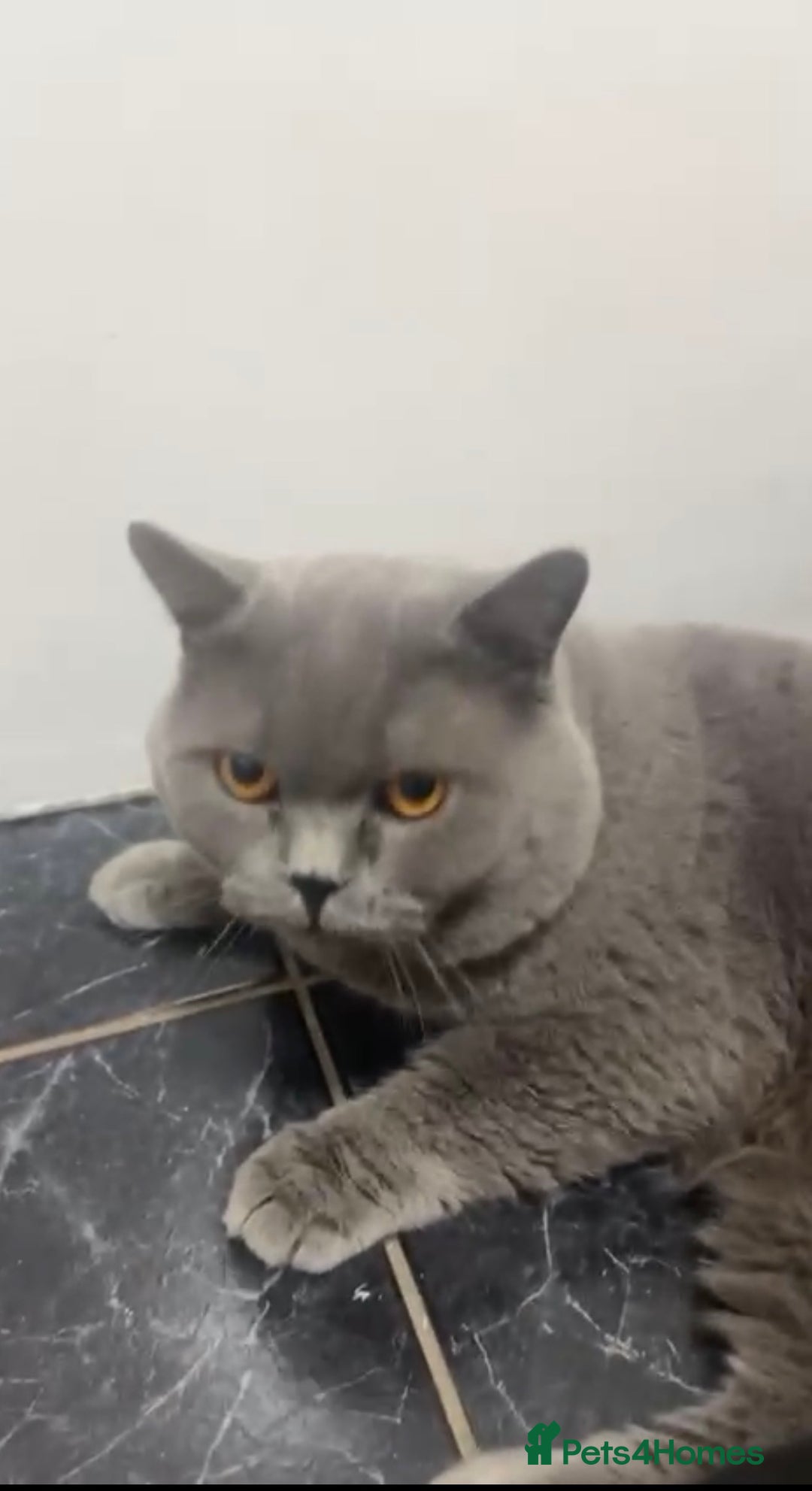 British Shorthair cats for sale: British shorthair male  - Advert 3