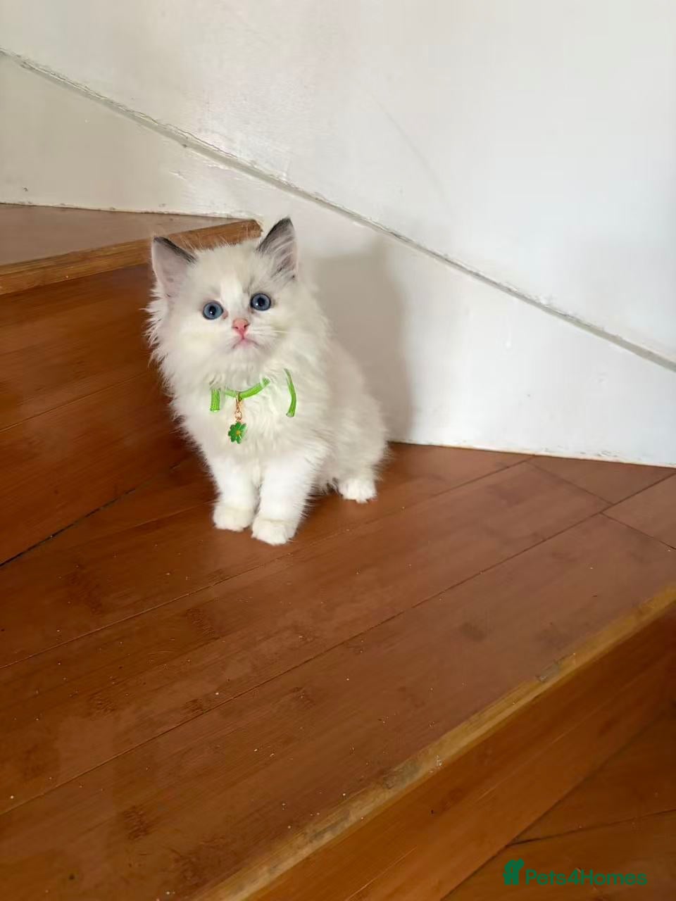 Ragdoll cats  2 male 3 female ragdoll - Advert 11