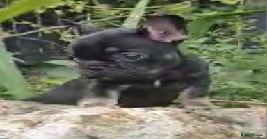 French Bulldog dogs - Advert 1