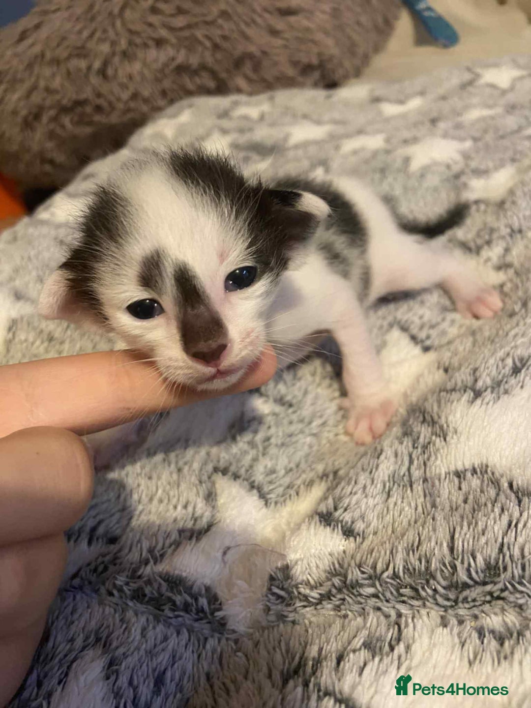Oriental cats for sale:  GCCF Oriental Kittens For Sale - Image 10
