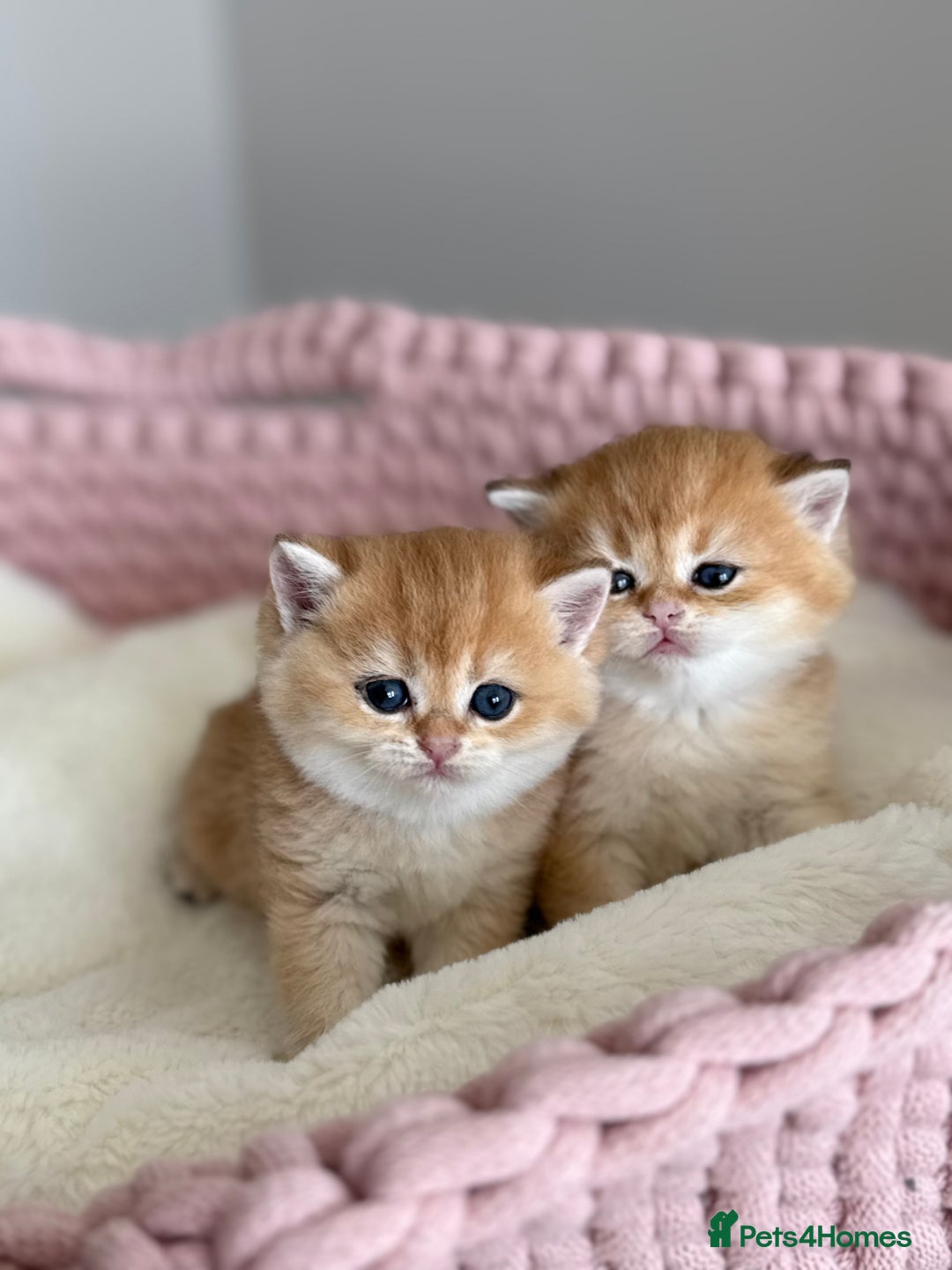 British Shorthair cats for sale: Golden Blue British Shorthair kittens  - Advert 15