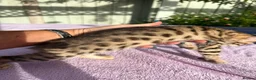 Keetso cats for sale: Stunning wild looking polydactyl curl ear keetsos  - Advert 37