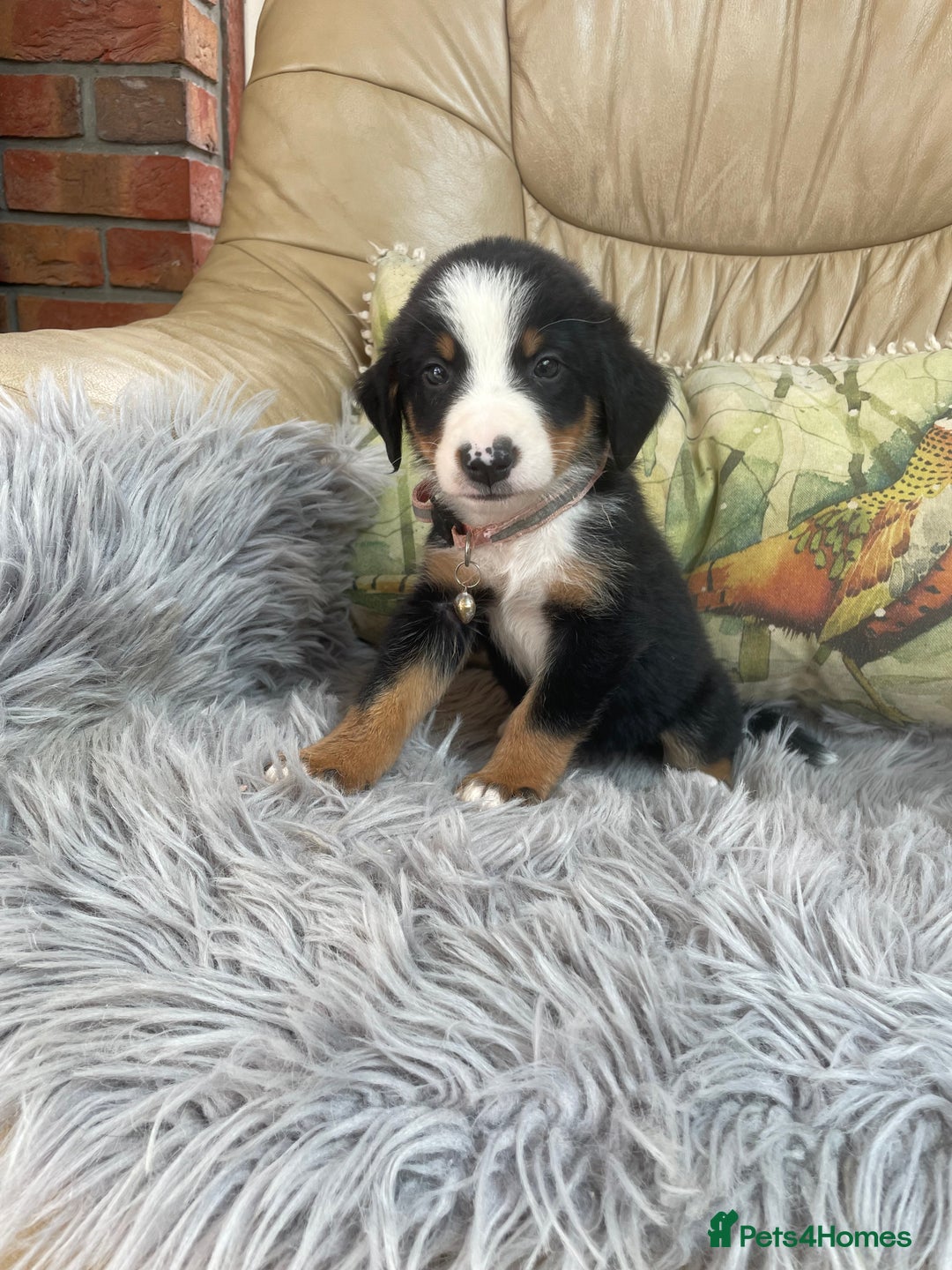 Bernese Mountain Dog dogs for sale: Beutiful boys and girl - Image 7