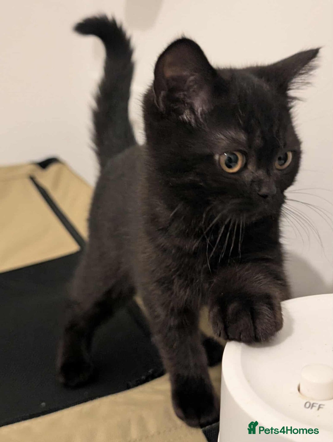 British Shorthair cats for sale: Ready now!! British shorthair kittens  - Image 8