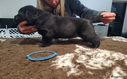 Labrador Retriever dogs for sale: 🐾Exceptional Black Labrador Retriever Puppies🐾 - Advert 3