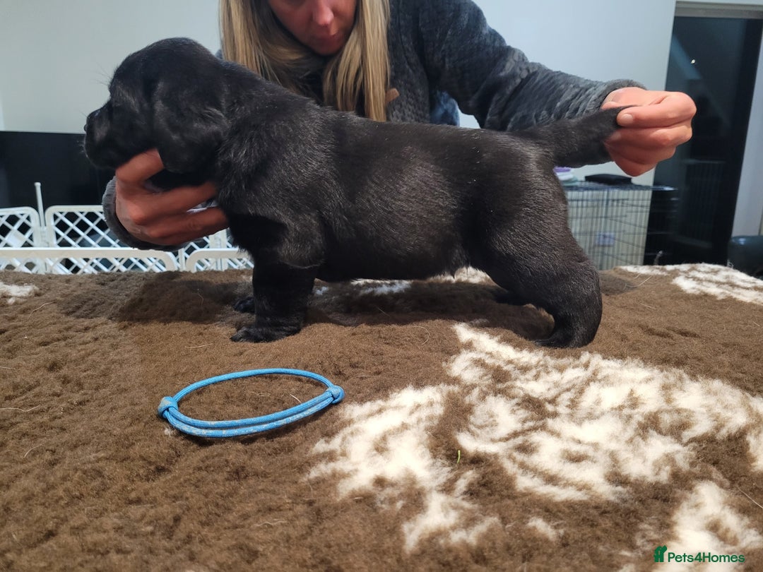 Labrador Retriever dogs for sale: 🐾Exceptional Black Labrador Retriever Puppies🐾 - Advert 3