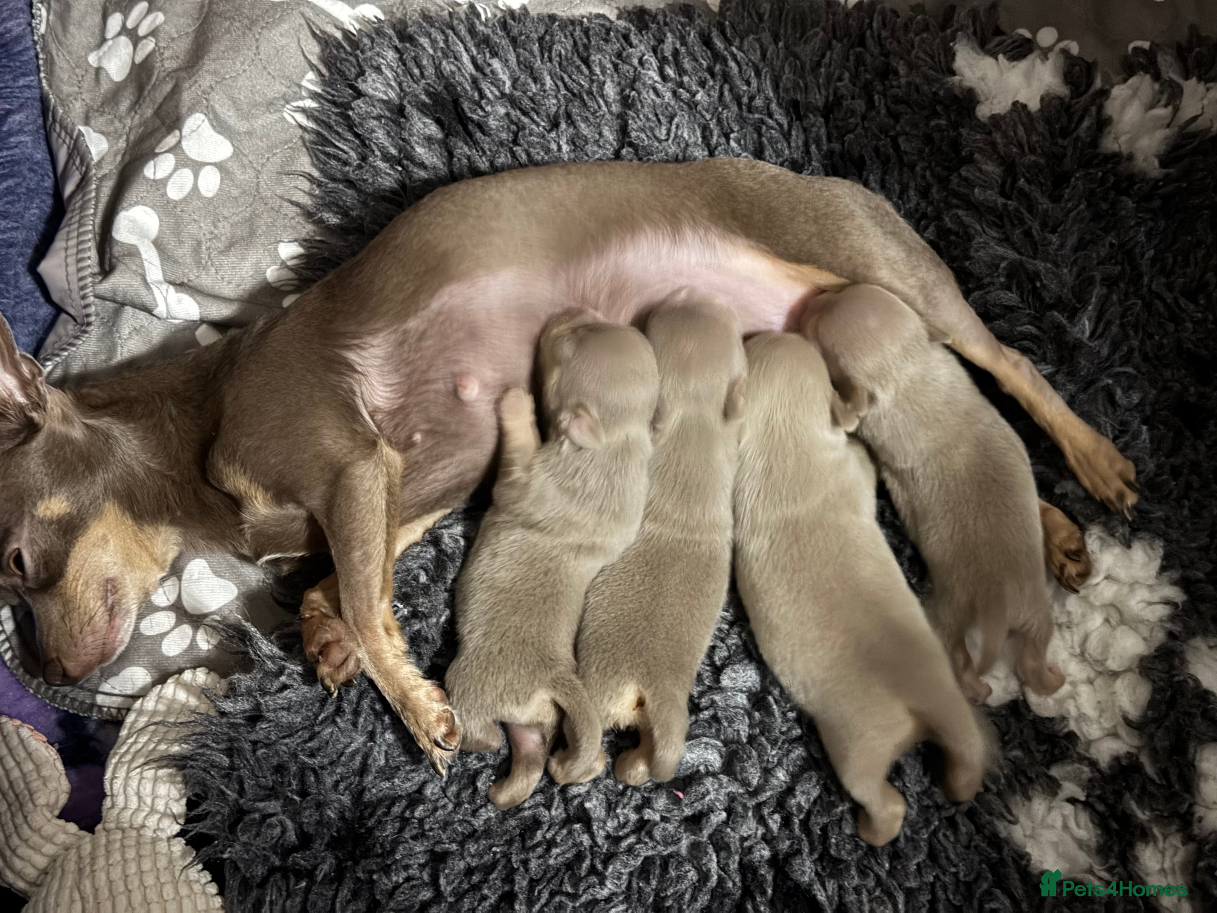 Chihuahua dogs Rare Lilac & Tan Smooth Coat Chihuahua Puppies - Advert 1