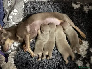 Chihuahua dogs Rare Lilac & Tan Smooth Coat Chihuahua Puppies - Advert 2