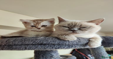 British Shorthair cats - Advert 15