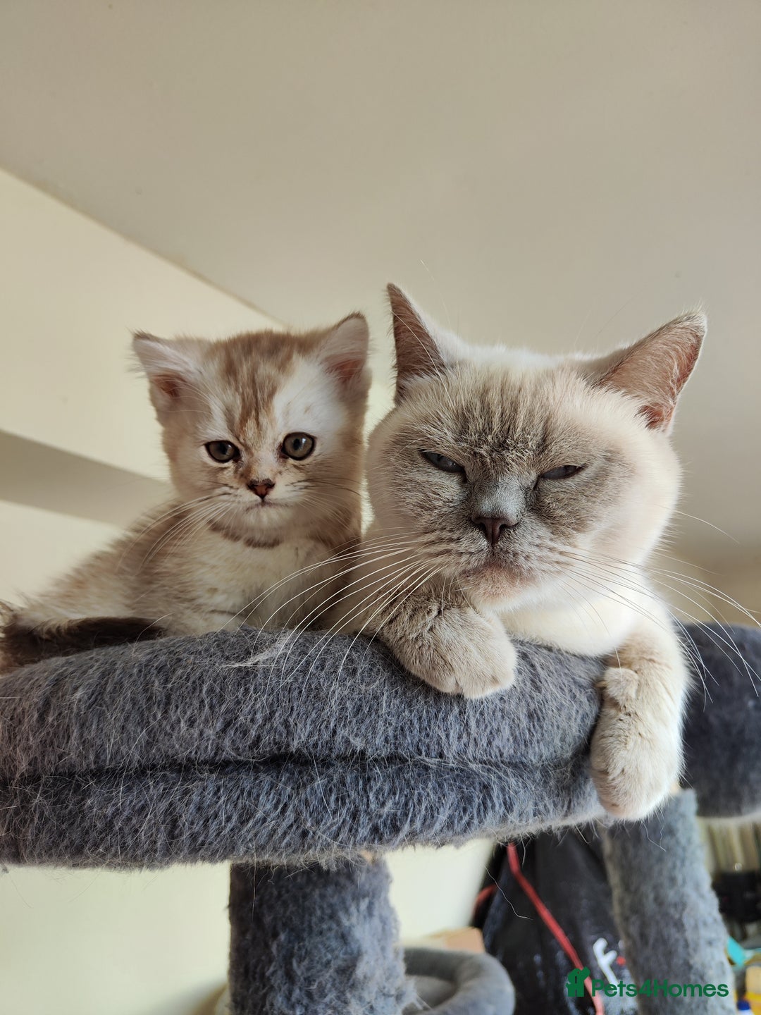 British Shorthair cats for sale: BSH boy - Image 6