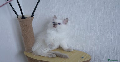 Ragdoll cats in Manchester - Advert 8