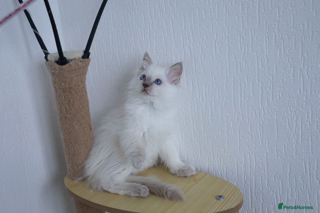 Ragdoll cats for sale: RAGDOLL KITTENS registered in Manchester - Image 4