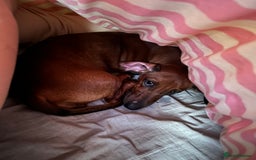 Miniature Dachshund dogs for sale: REHOMING MINIATURE DACHSHUND  - Image 4