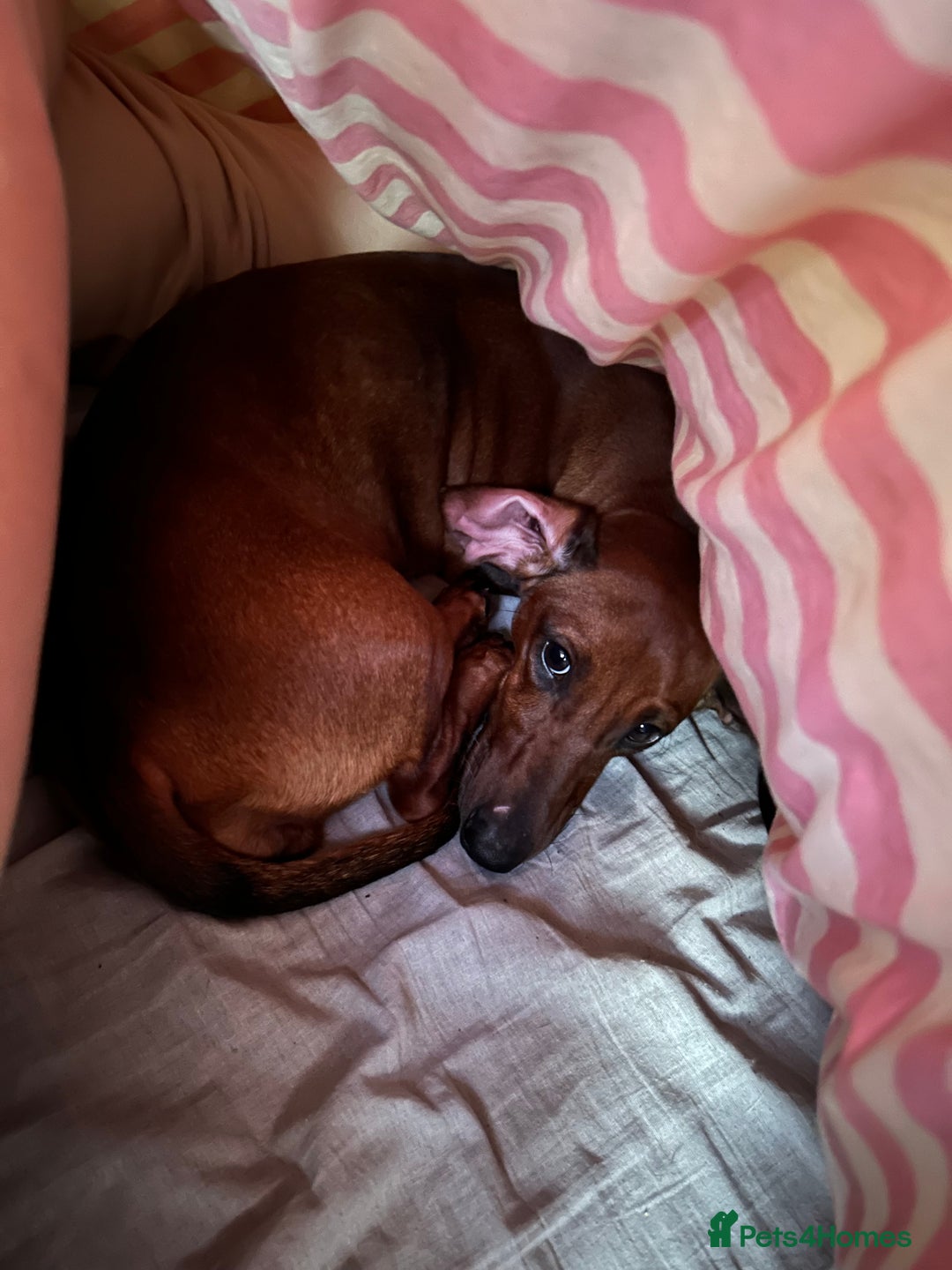 Miniature Dachshund dogs for sale: REHOMING MINIATURE DACHSHUND  - Image 4