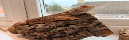 Bearded Dragon reptiles for sale: Bearded Dragon + 4ft Viv LumenIZE Setup - Advert 9