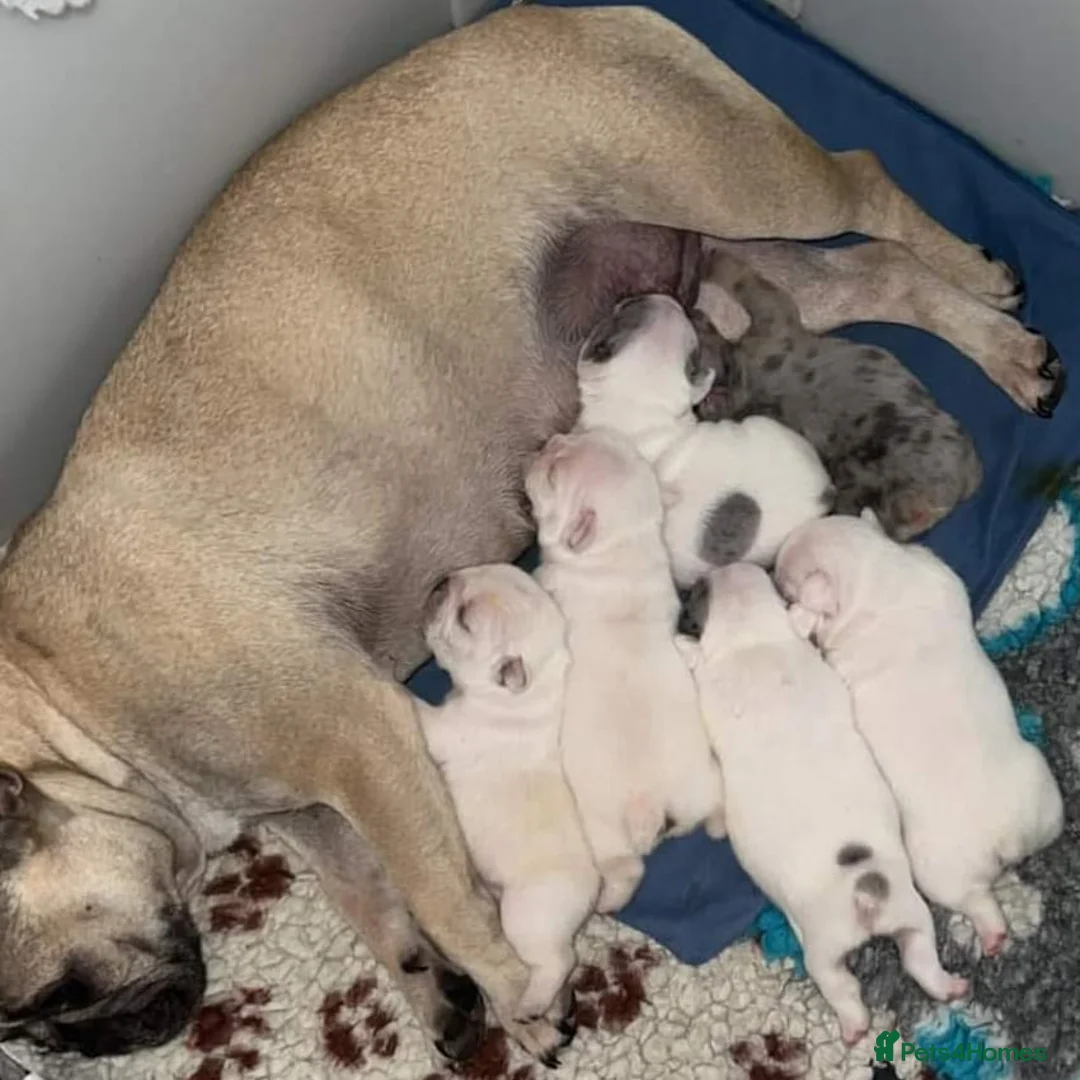 French Bulldog dogs for stud: Blue and tan quad merle in Sheffield - Advert 25