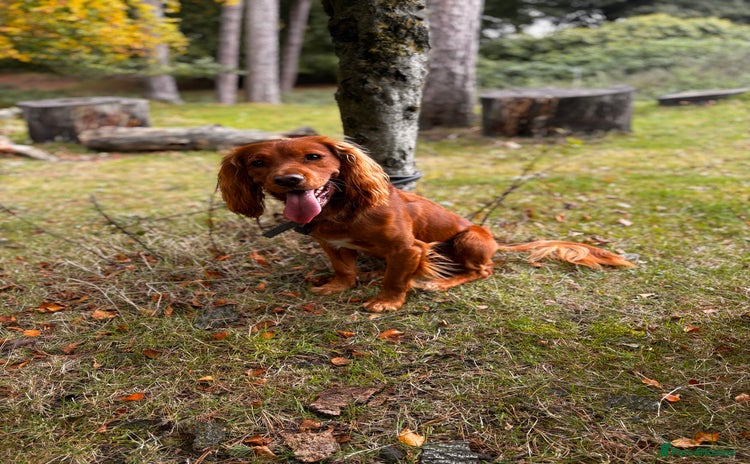 Cocker Spaniel dogs - Advert 2