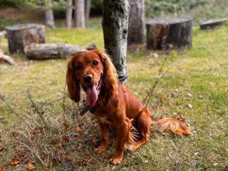 Cocker Spaniel dogs for sale - Advert 1